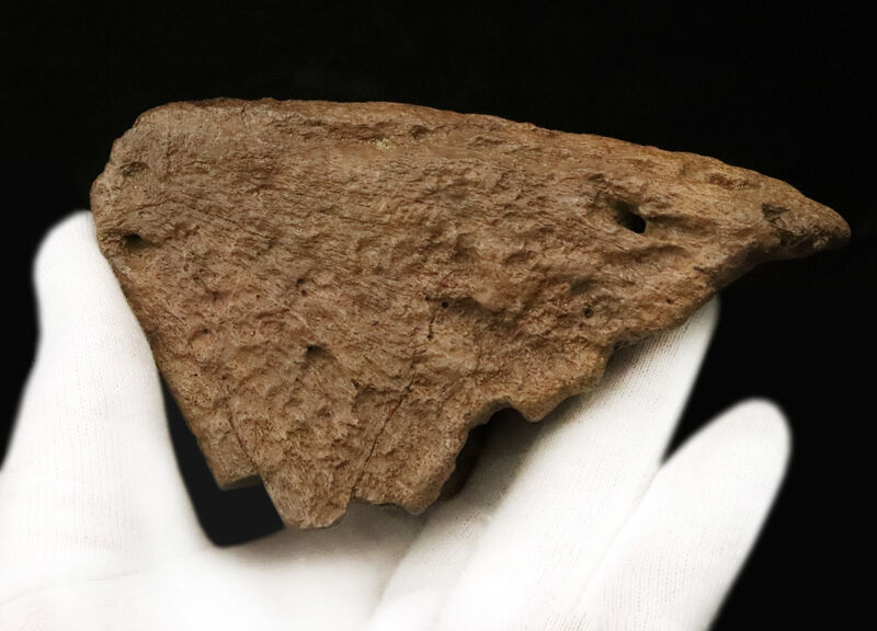 超希少・白亜紀後期の”歩く戦車”。アンキロサウルス（Ankylosaurus）のヘッドスパイク。このサイズ、質感、圧倒的な立体感。コレクターの所有欲を激しく揺さぶる、至極の逸品（その7）