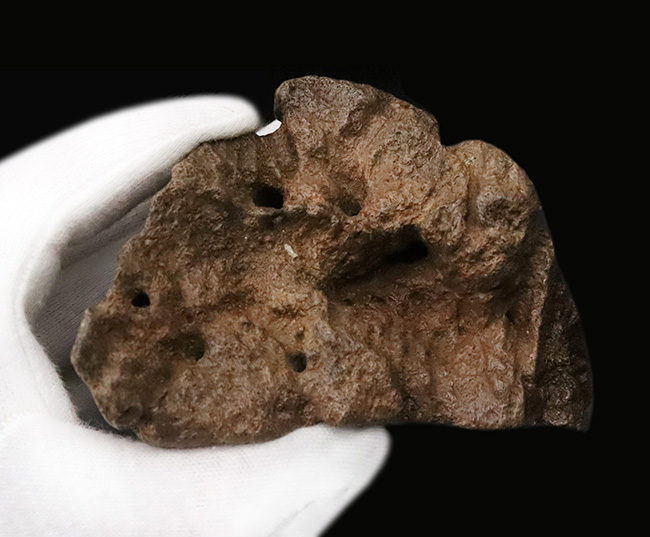 超希少・白亜紀後期の”歩く戦車”。アンキロサウルス（Ankylosaurus）のヘッドスパイク。このサイズ、質感、圧倒的な立体感。コレクターの所有欲を激しく揺さぶる、至極の逸品（その9）