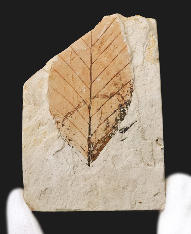 岩手県岩手郡雫石町・用ノ沢産で採集された、美しい木の葉の化石（その1）