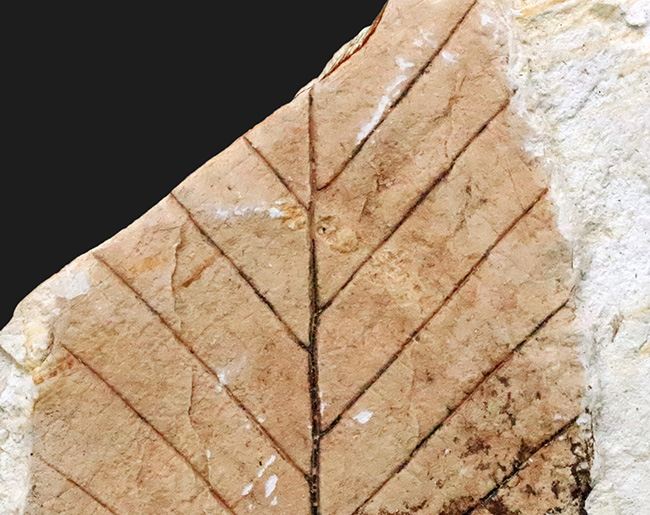 岩手県岩手郡雫石町・用ノ沢産で採集された、美しい木の葉の化石（その2）