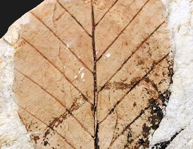 岩手県岩手郡雫石町・用ノ沢産で採集された、美しい木の葉の化石（その3）