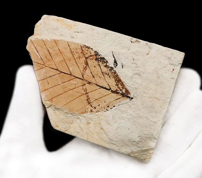 岩手県岩手郡雫石町・用ノ沢産で採集された、美しい木の葉の化石（その5）