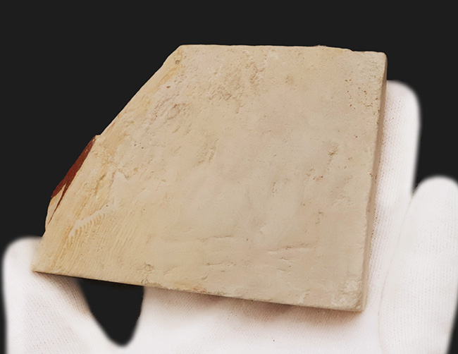 岩手県岩手郡雫石町・用ノ沢産で採集された、美しい木の葉の化石（その6）