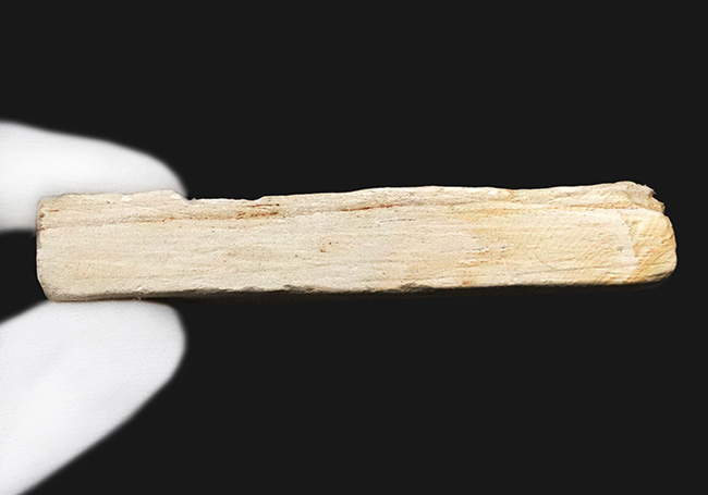 岩手県岩手郡雫石町・用ノ沢産で採集された、美しい木の葉の化石（その7）