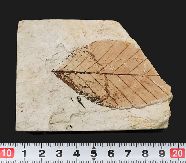 岩手県岩手郡雫石町・用ノ沢産で採集された、美しい木の葉の化石（その8）