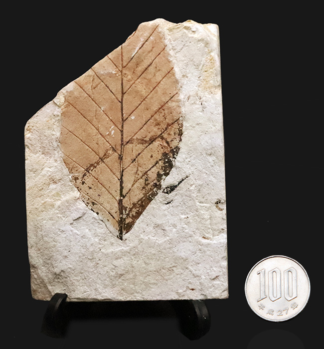 岩手県岩手郡雫石町・用ノ沢産で採集された、美しい木の葉の化石（その9）