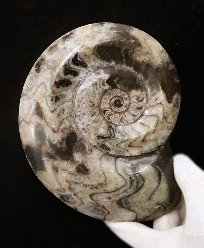 14cmに達する大判サイズ。ダイナミックかつ明瞭なジグザグ模様が際立つゴニアタイト（Goniatite）（その1）