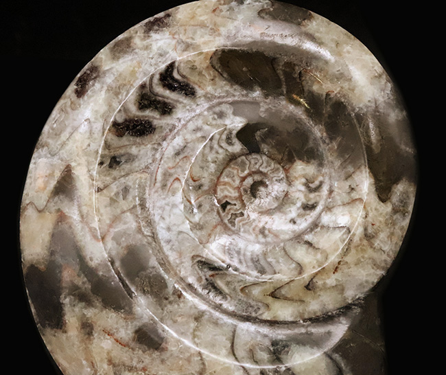 14cmに達する大判サイズ。ダイナミックかつ明瞭なジグザグ模様が際立つゴニアタイト（Goniatite）（その2）