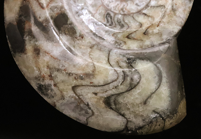 14cmに達する大判サイズ。ダイナミックかつ明瞭なジグザグ模様が際立つゴニアタイト（Goniatite）（その3）