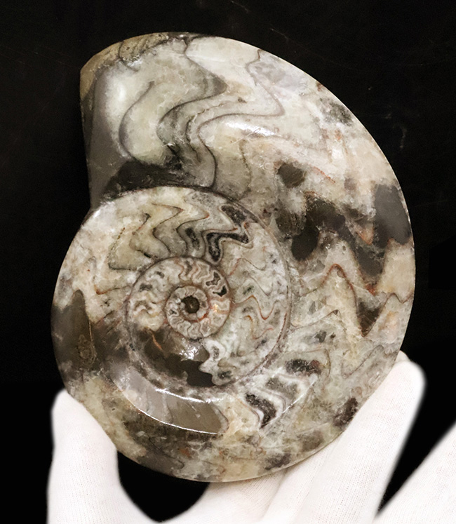 14cmに達する大判サイズ。ダイナミックかつ明瞭なジグザグ模様が際立つゴニアタイト（Goniatite）（その4）