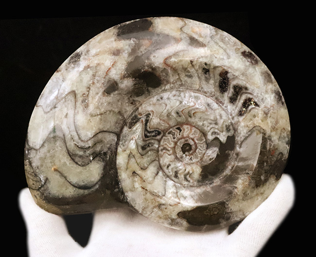 14cmに達する大判サイズ。ダイナミックかつ明瞭なジグザグ模様が際立つゴニアタイト（Goniatite）（その5）