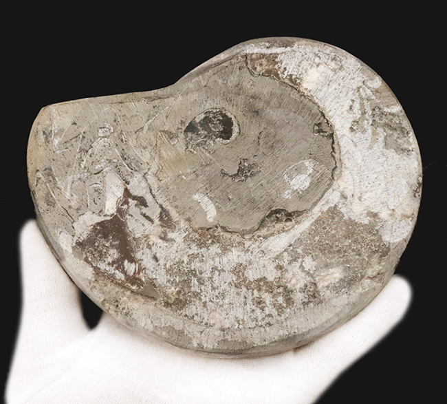 14cmに達する大判サイズ。ダイナミックかつ明瞭なジグザグ模様が際立つゴニアタイト（Goniatite）（その6）