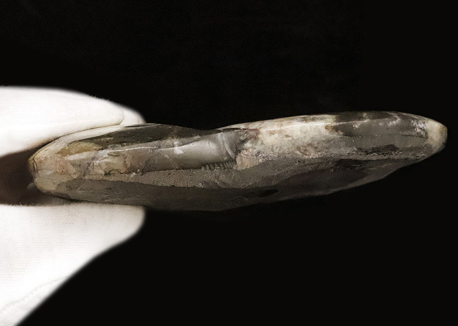 14cmに達する大判サイズ。ダイナミックかつ明瞭なジグザグ模様が際立つゴニアタイト（Goniatite）（その7）