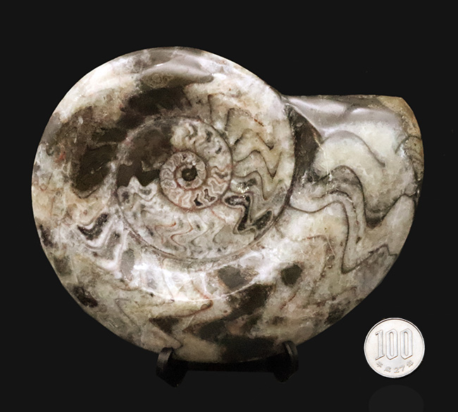 14cmに達する大判サイズ。ダイナミックかつ明瞭なジグザグ模様が際立つゴニアタイト（Goniatite）（その9）