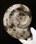 14cmに達する大判サイズ。ダイナミックかつ明瞭なジグザグ模様が際立つゴニアタイト（Goniatite）