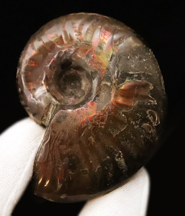 両面が輝く！マダガスカル産・約1億年前の遊色アンモナイト、クレオニセラス（Cleoniceras）（その1）