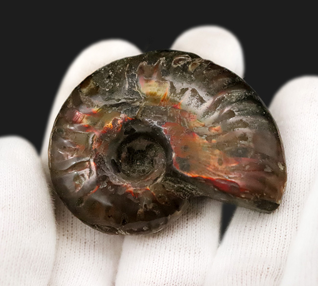 両面が輝く！マダガスカル産・約1億年前の遊色アンモナイト、クレオニセラス（Cleoniceras）（その2）