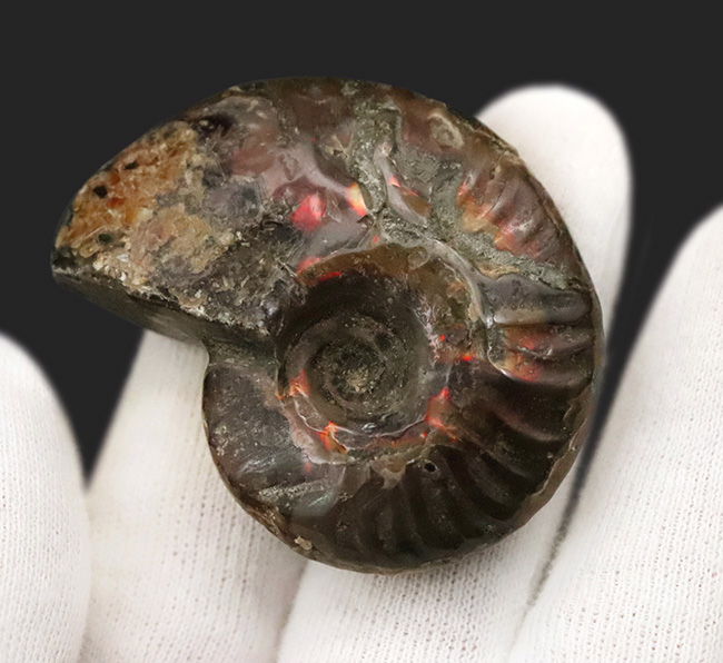 両面が輝く！マダガスカル産・約1億年前の遊色アンモナイト、クレオニセラス（Cleoniceras）（その3）