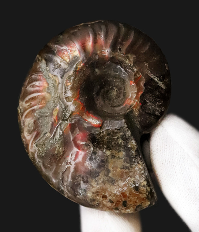 両面が輝く！マダガスカル産・約1億年前の遊色アンモナイト、クレオニセラス（Cleoniceras）（その4）