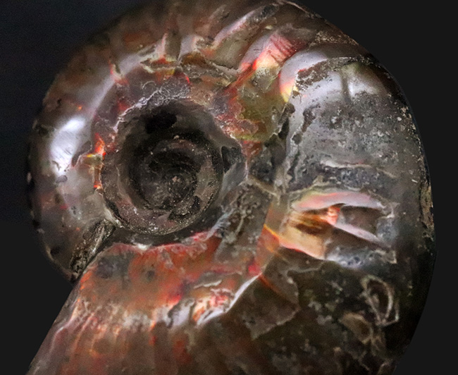 両面が輝く！マダガスカル産・約1億年前の遊色アンモナイト、クレオニセラス（Cleoniceras）（その5）