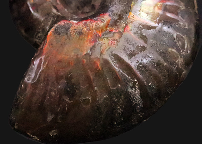 両面が輝く！マダガスカル産・約1億年前の遊色アンモナイト、クレオニセラス（Cleoniceras）（その6）