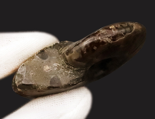 両面が輝く！マダガスカル産・約1億年前の遊色アンモナイト、クレオニセラス（Cleoniceras）（その7）