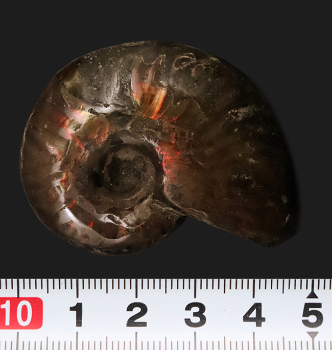 両面が輝く！マダガスカル産・約1億年前の遊色アンモナイト、クレオニセラス（Cleoniceras）（その8）