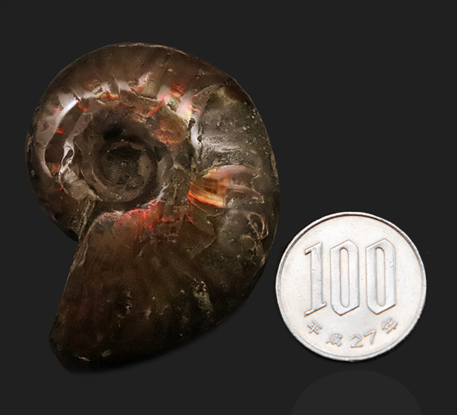 両面が輝く！マダガスカル産・約1億年前の遊色アンモナイト、クレオニセラス（Cleoniceras）（その9）