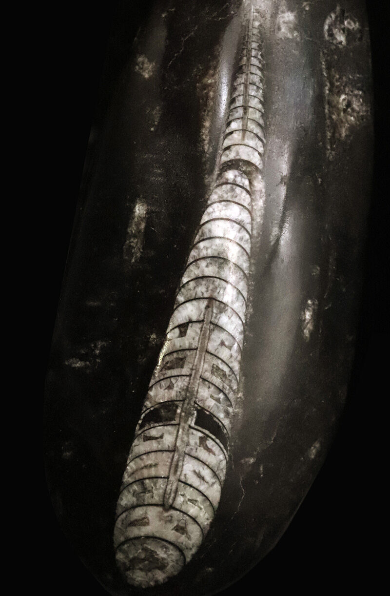 本体13cm超えのビッグサイズ！方解石（カルサイト）が描くデボン紀の結晶美。モノトーンが映える上質なオルソセラス（Orthoceras）（その1）