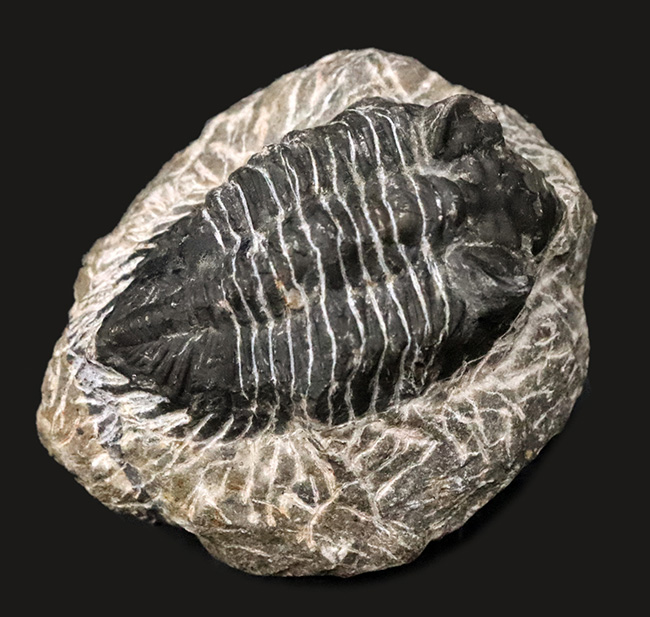 デボン紀の出目金（でめきん）三葉虫こと、コルトラネイア（Coltraneia）の化石（その1）