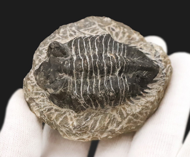 デボン紀の出目金（でめきん）三葉虫こと、コルトラネイア（Coltraneia）の化石（その2）