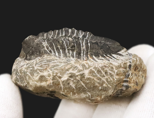 デボン紀の出目金（でめきん）三葉虫こと、コルトラネイア（Coltraneia）の化石（その3）