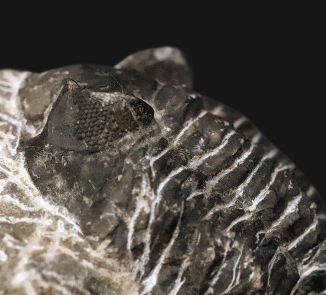 デボン紀の出目金（でめきん）三葉虫こと、コルトラネイア（Coltraneia）の化石（その4）