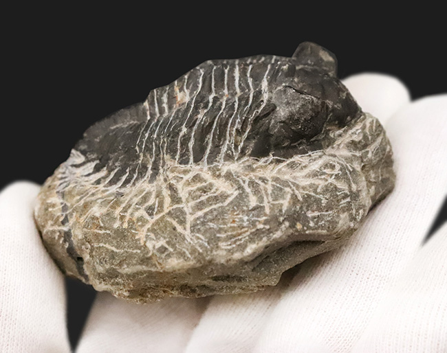 デボン紀の出目金（でめきん）三葉虫こと、コルトラネイア（Coltraneia）の化石（その5）