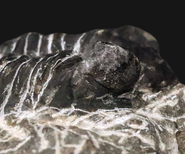 デボン紀の出目金（でめきん）三葉虫こと、コルトラネイア（Coltraneia）の化石（その6）