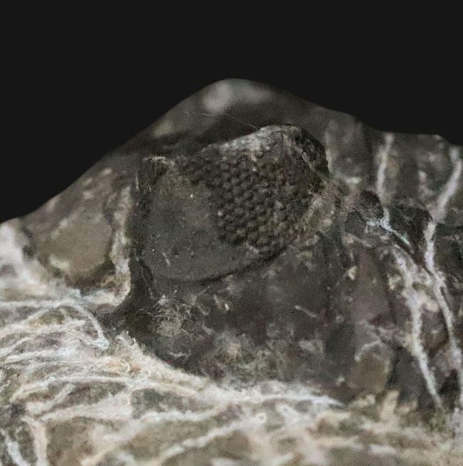 デボン紀の出目金（でめきん）三葉虫こと、コルトラネイア（Coltraneia）の化石（その7）