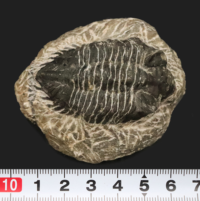 デボン紀の出目金（でめきん）三葉虫こと、コルトラネイア（Coltraneia）の化石（その8）