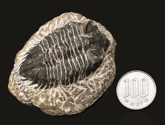 デボン紀の出目金（でめきん）三葉虫こと、コルトラネイア（Coltraneia）の化石（その9）