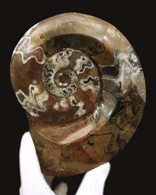 インテリアとしてもおすすめ！存在感抜群の15センチ級大判標本……古生代デボン紀の海を彩ったゴニアタイト（Goniatite）（その1）