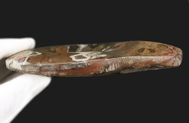 インテリアとしてもおすすめ！存在感抜群の15センチ級大判標本……古生代デボン紀の海を彩ったゴニアタイト（Goniatite）（その6）