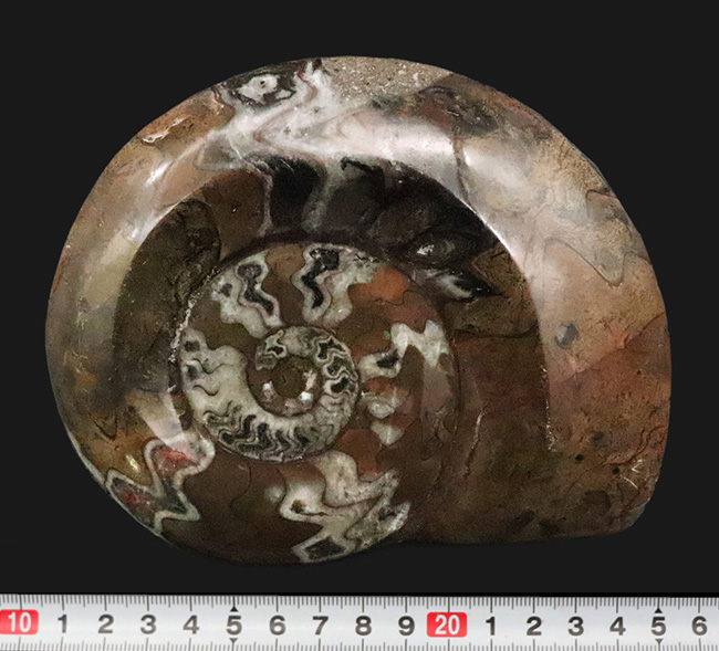 インテリアとしてもおすすめ！存在感抜群の15センチ級大判標本……古生代デボン紀の海を彩ったゴニアタイト（Goniatite）（その7）