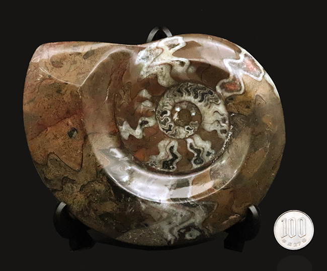 インテリアとしてもおすすめ！存在感抜群の15センチ級大判標本……古生代デボン紀の海を彩ったゴニアタイト（Goniatite）（その8）