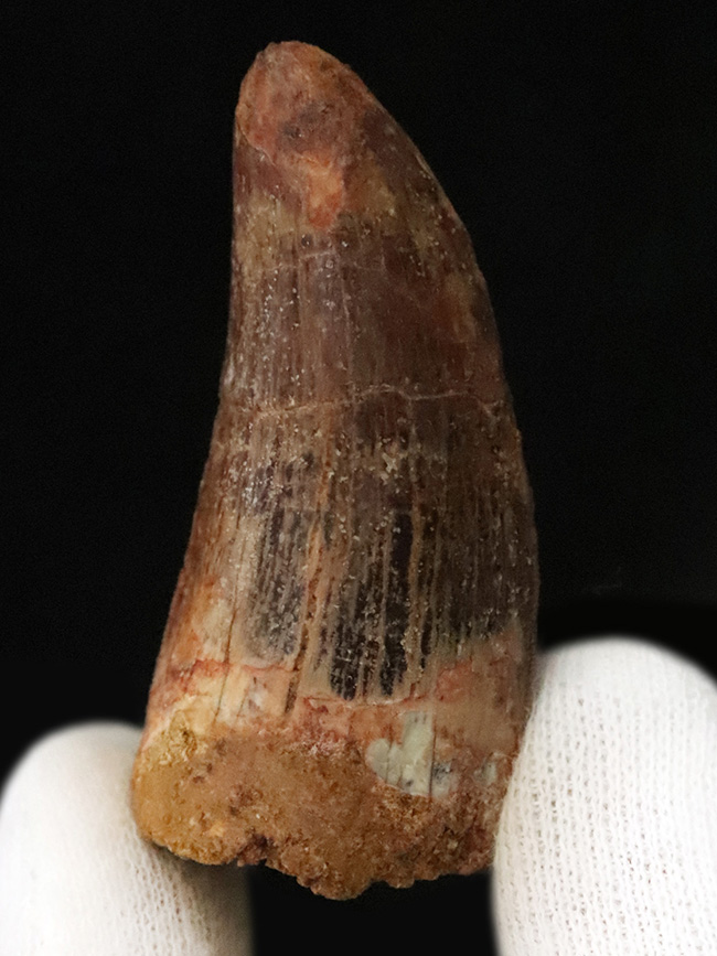 美麗なアウトラインにご注目！エナメル質、セレーション残存！白亜紀の北アフリカの王者、カルカロドントサウルス（Carcharodontosaurus）の歯化石（その1）