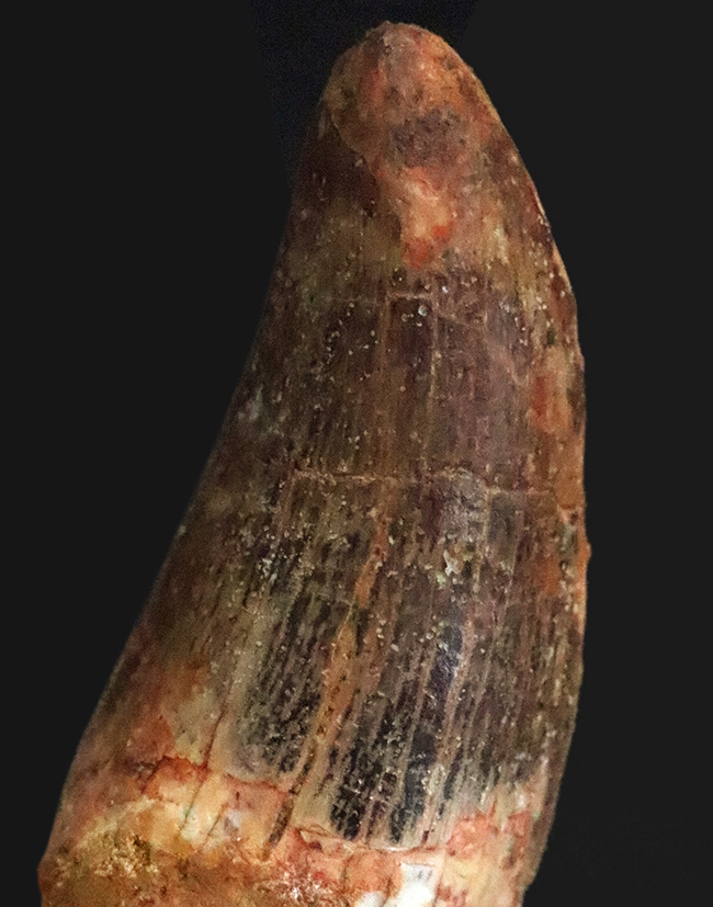 美麗なアウトラインにご注目！エナメル質、セレーション残存！白亜紀の北アフリカの王者、カルカロドントサウルス（Carcharodontosaurus）の歯化石（その2）