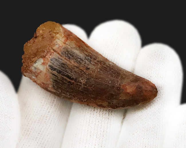 美麗なアウトラインにご注目！エナメル質、セレーション残存！白亜紀の北アフリカの王者、カルカロドントサウルス（Carcharodontosaurus）の歯化石（その3）