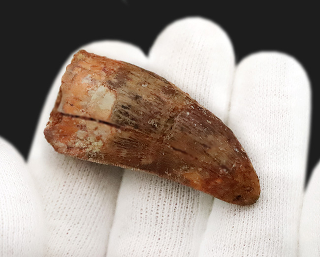 美麗なアウトラインにご注目！エナメル質、セレーション残存！白亜紀の北アフリカの王者、カルカロドントサウルス（Carcharodontosaurus）の歯化石（その4）