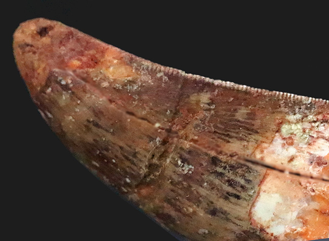 美麗なアウトラインにご注目！エナメル質、セレーション残存！白亜紀の北アフリカの王者、カルカロドントサウルス（Carcharodontosaurus）の歯化石（その5）