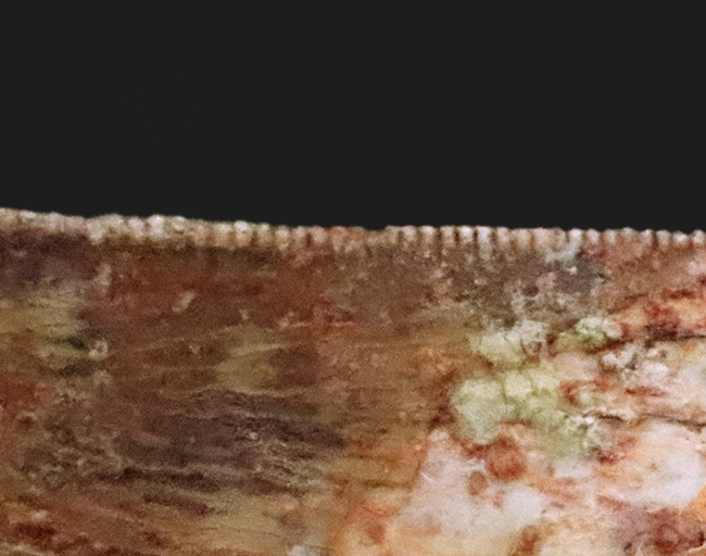 美麗なアウトラインにご注目！エナメル質、セレーション残存！白亜紀の北アフリカの王者、カルカロドントサウルス（Carcharodontosaurus）の歯化石（その6）