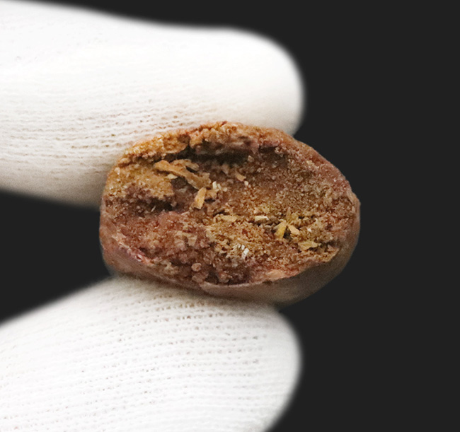 美麗なアウトラインにご注目！エナメル質、セレーション残存！白亜紀の北アフリカの王者、カルカロドントサウルス（Carcharodontosaurus）の歯化石（その7）