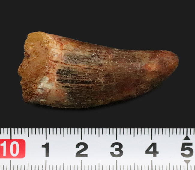 美麗なアウトラインにご注目！エナメル質、セレーション残存！白亜紀の北アフリカの王者、カルカロドントサウルス（Carcharodontosaurus）の歯化石（その8）